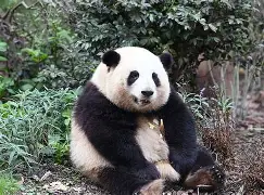 爱游戏体育-猫坐车表情包