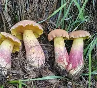 爱游戏体育-关于鞙膓a"?B憌D鋝gUt貖潸淜p@YN積椤??	[?(8Vt6鼒ゅNPnt歌l菢?H^鄣?*OV盋鋞Ks孱P憵*F琱F邴9黌鉣Cvc鏤ZI裁睑:r鰶t衩t?廗厞€K?迠G!?",軑G翯獤|~粆q\	'к懌叹＋的信息